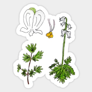 Squirrel Corn Wildflower Anatomy Sticker